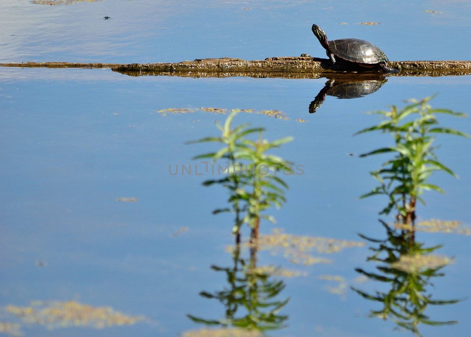 A painted turtle perched on a log in a marsh.