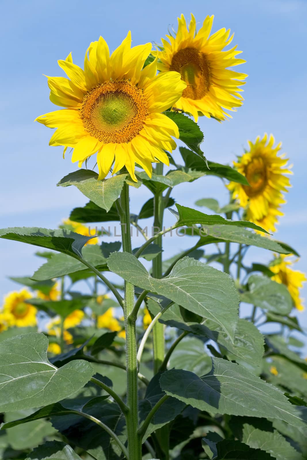 yellow sunflowers against a blue clear sky by Serp