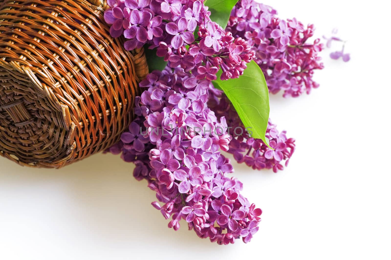 purple flowers of a lilac in basket on a white background by Serp