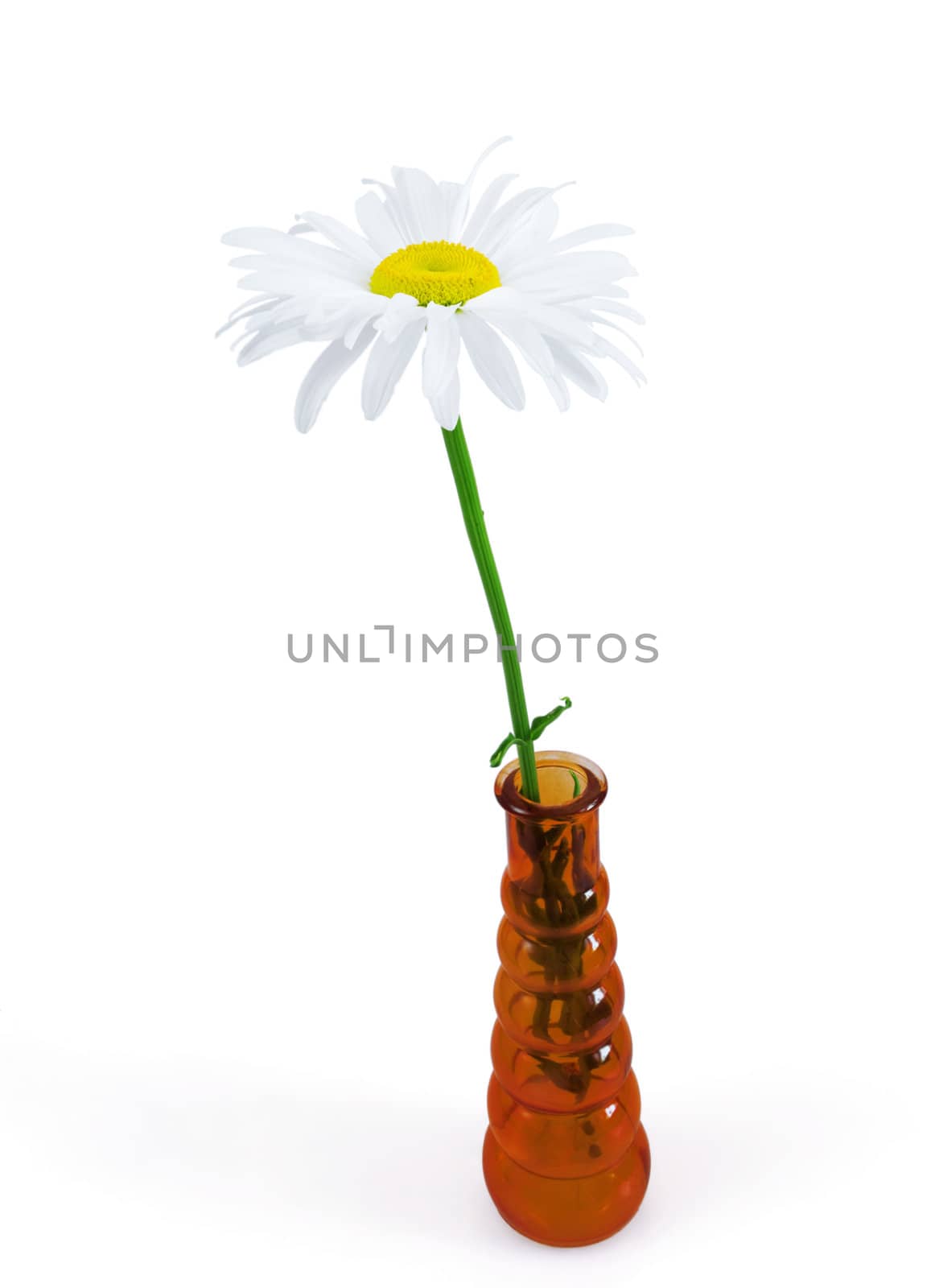 white daisy in a red glass vase