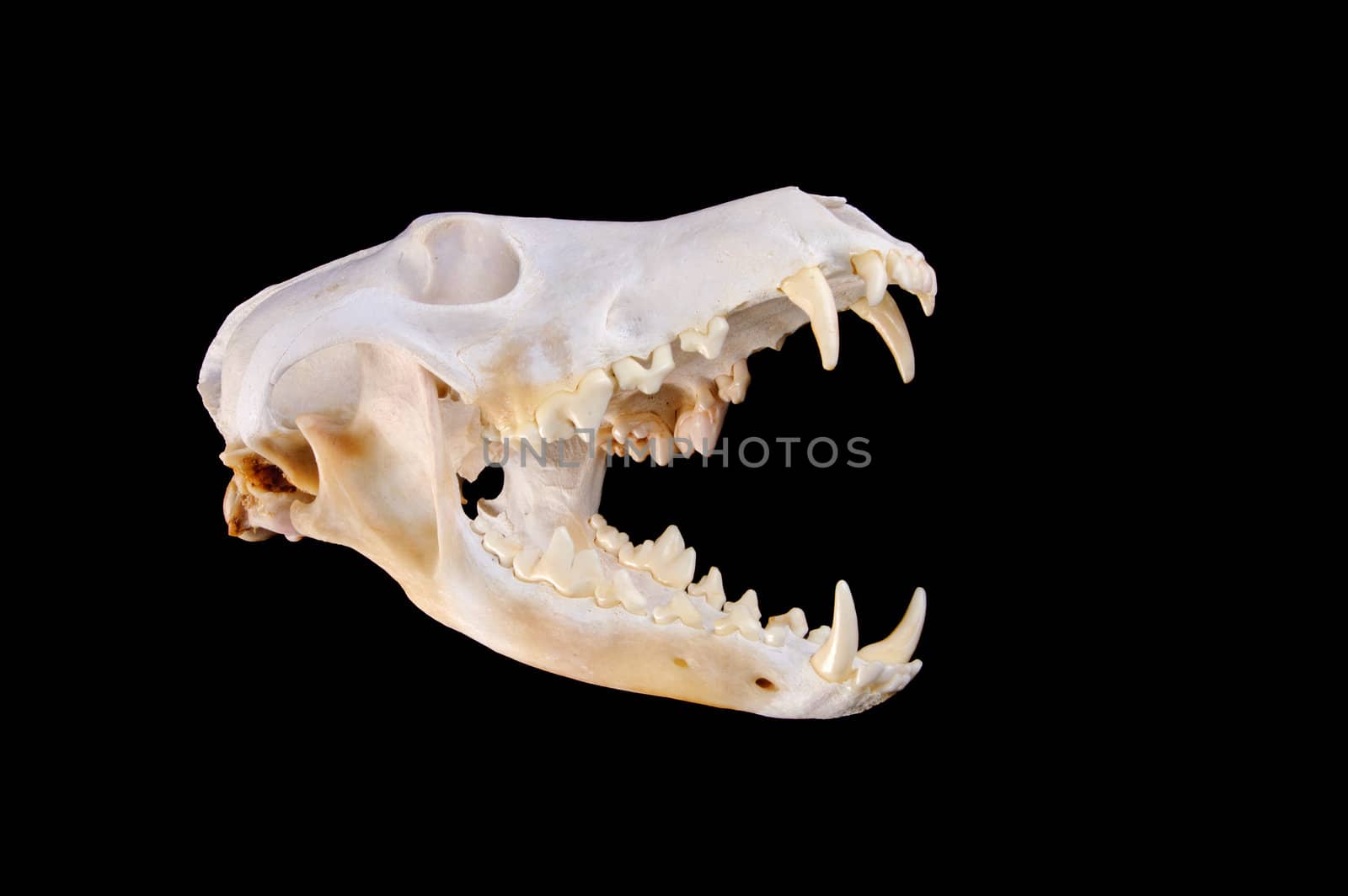 Skull of a coyote (canis Latrans) on a black background with jaw open