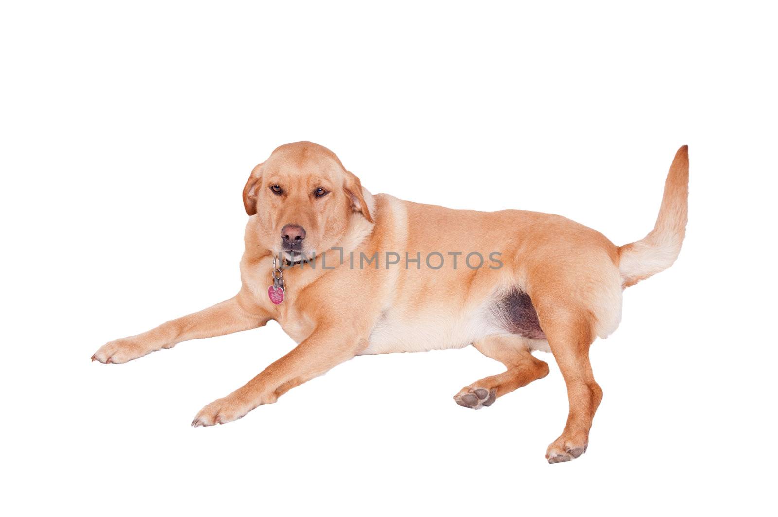 Dogs at rest on a white background