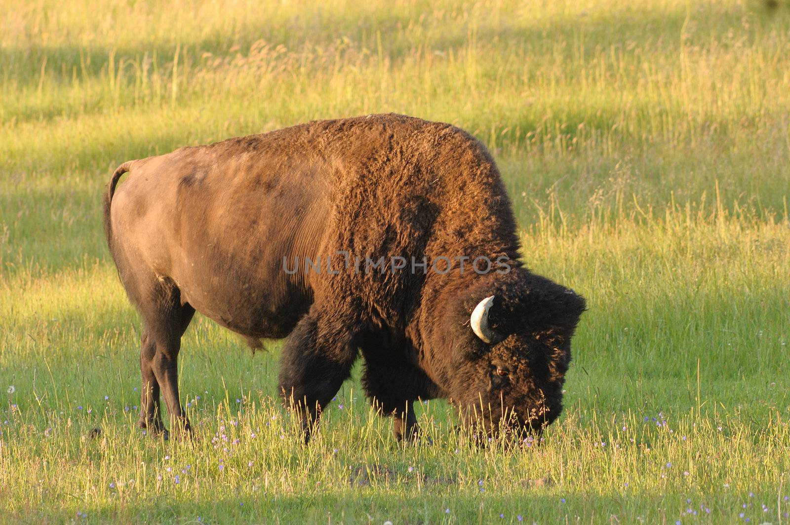 North American Bison in Yellowstone at Dawn