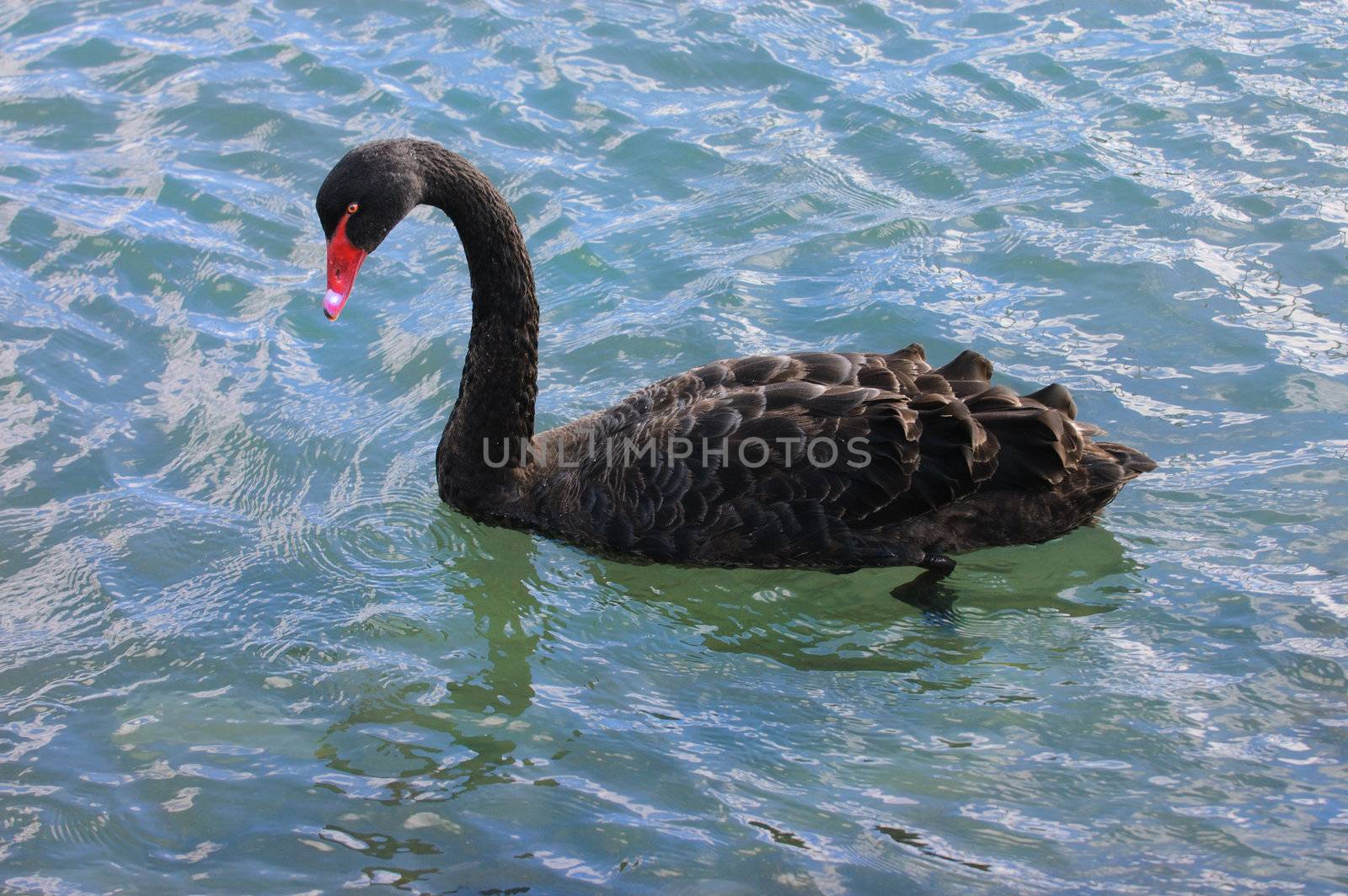 Closeup of Black Swan, a bird species native to Autralia and New Zealand