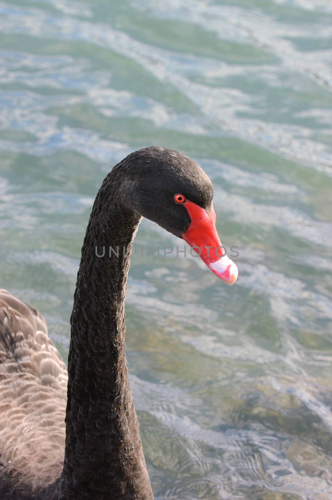 Black Swan by jeffbanke