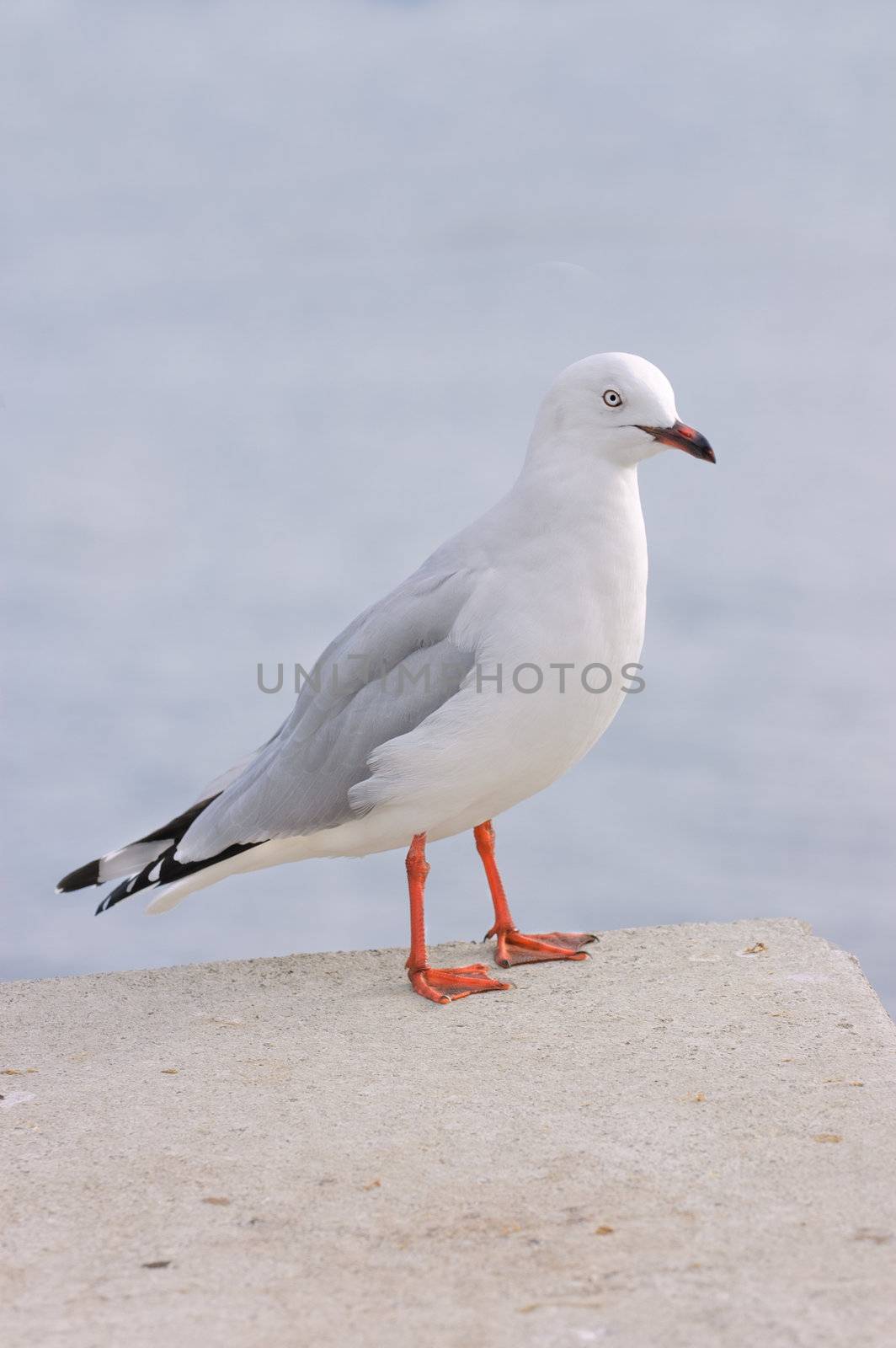 closeup of a red billed Gull, another species native to New Zealand