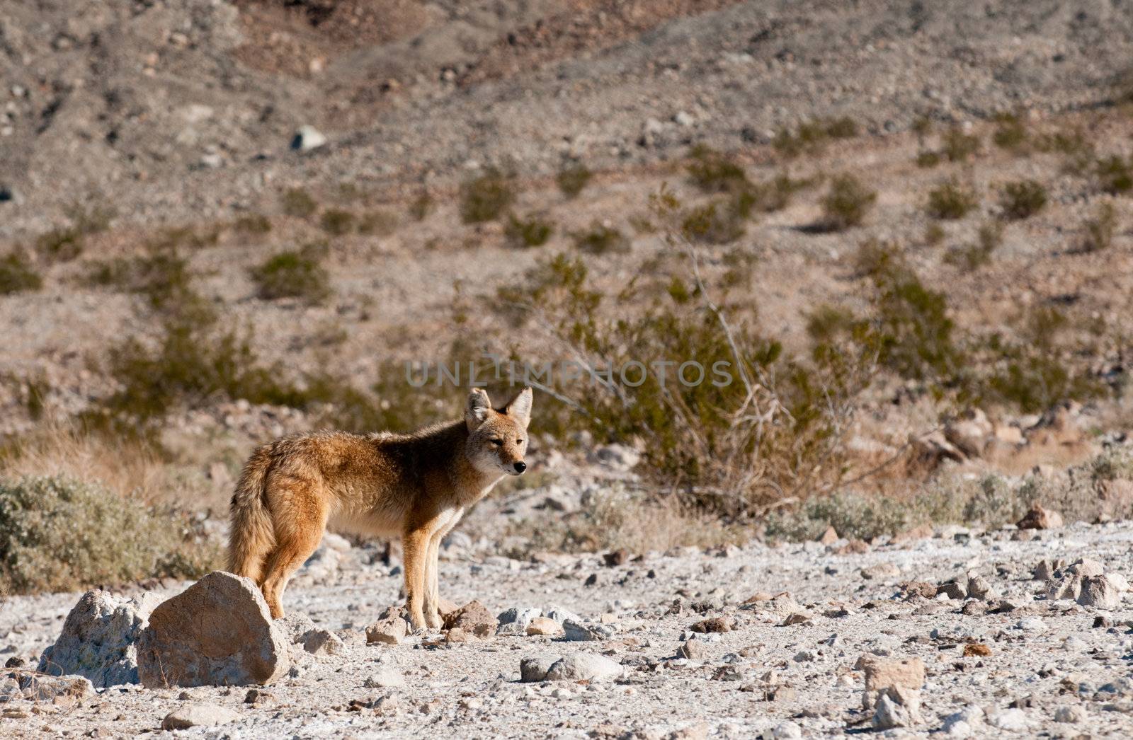 Coyotes in Death Valley by jeffbanke