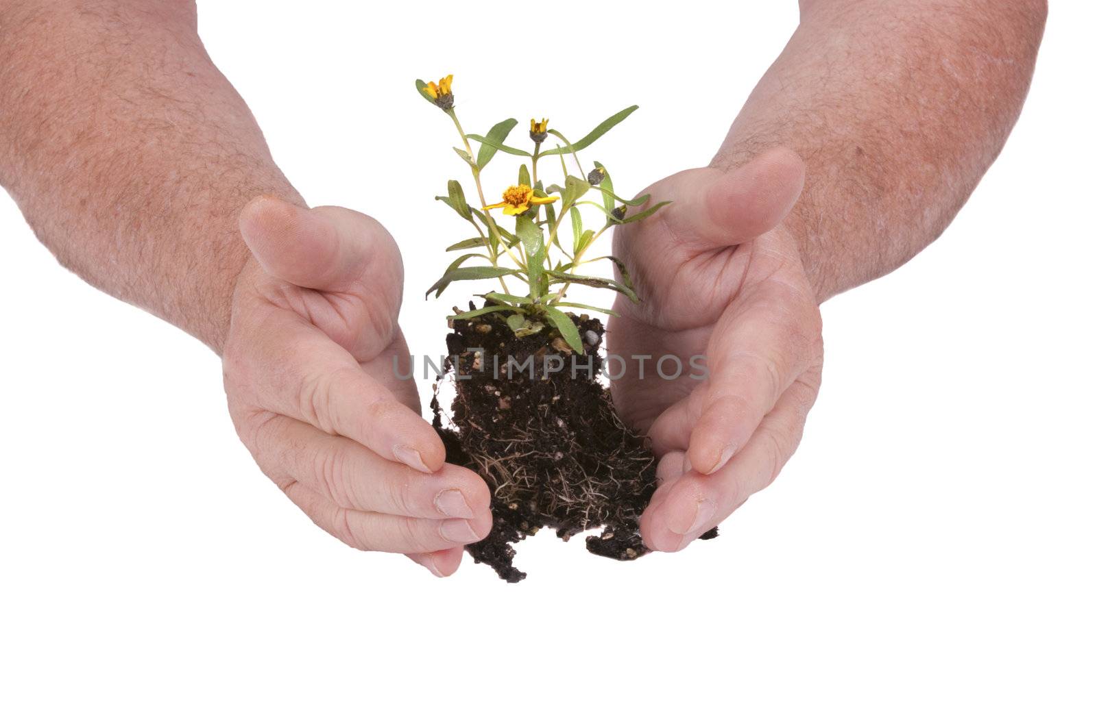 Small seedling flower ready for planting