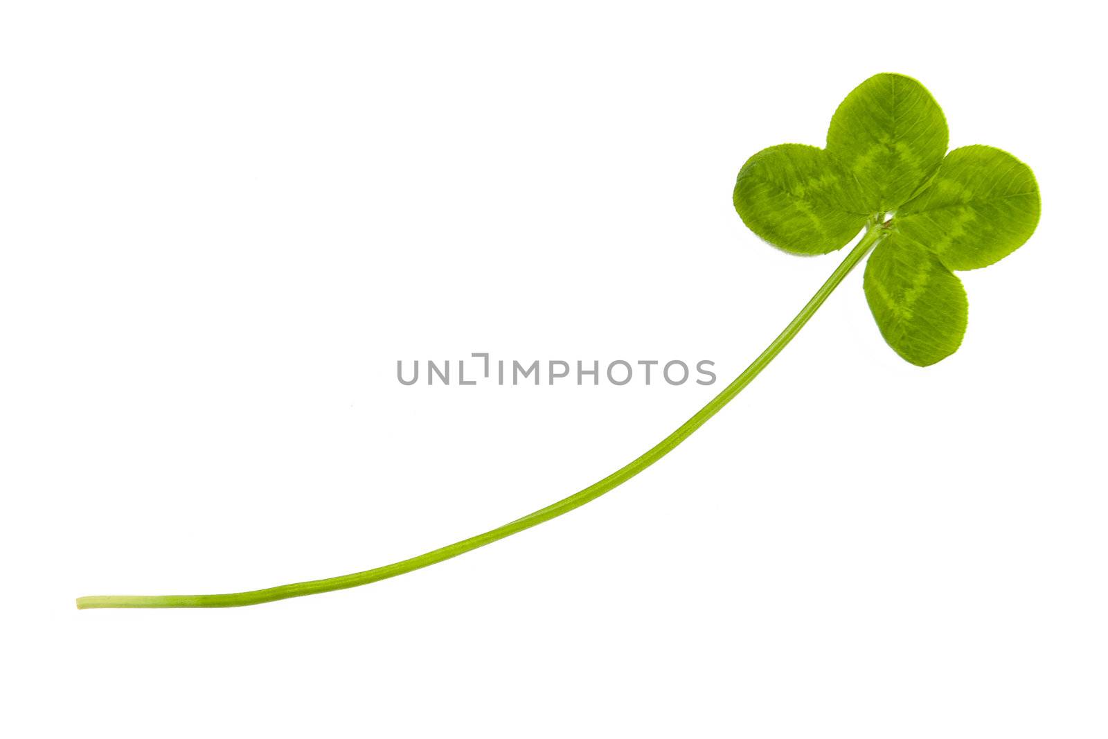 Four leaf clover isolated on the white background