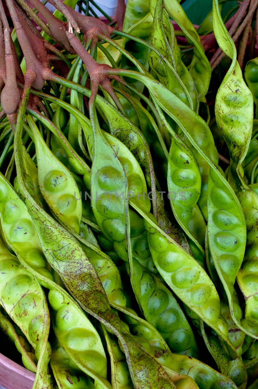 Close up of Parkia speciosa  -  Bean from southern of Thailand