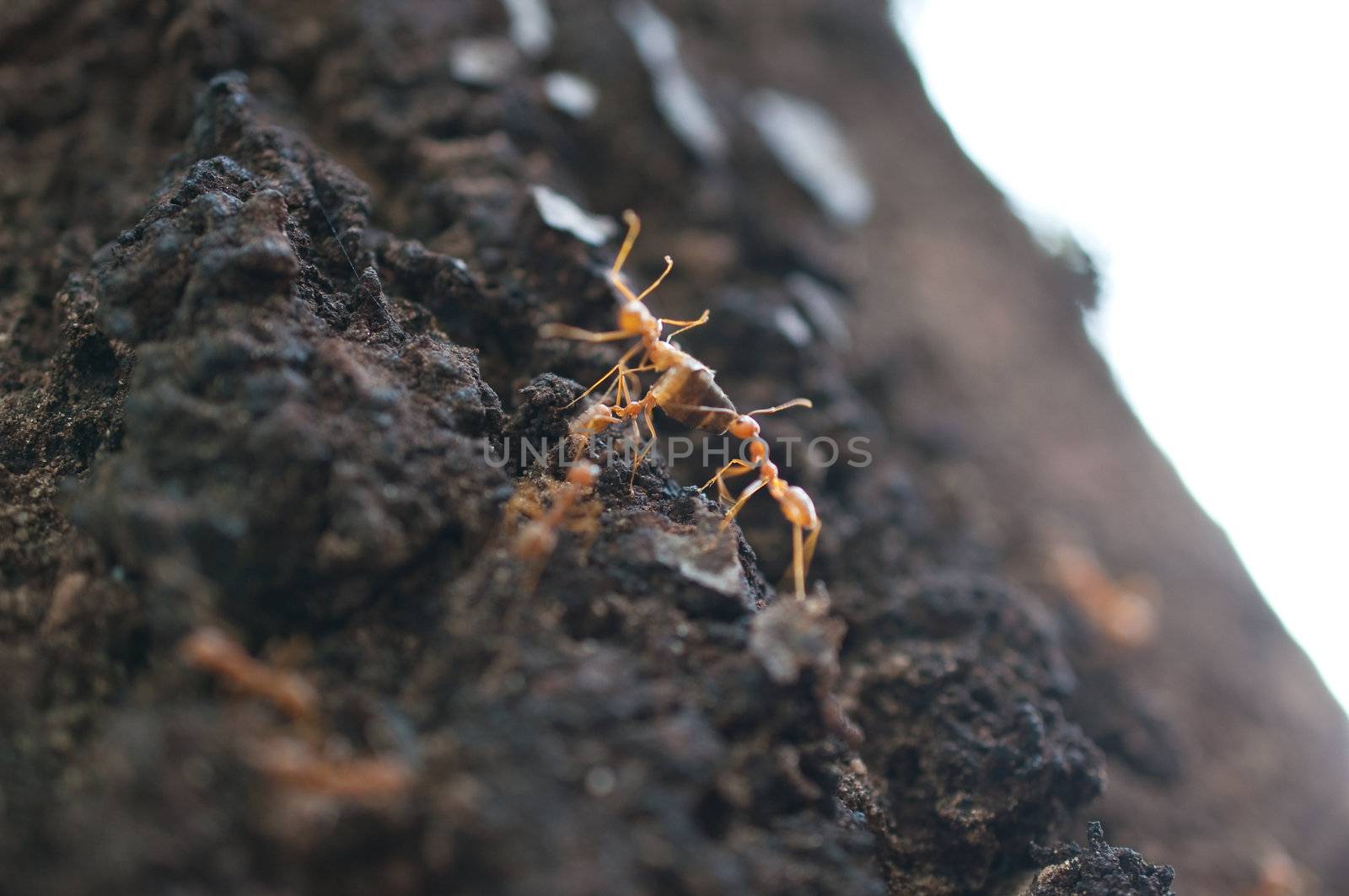 red ants on the tree