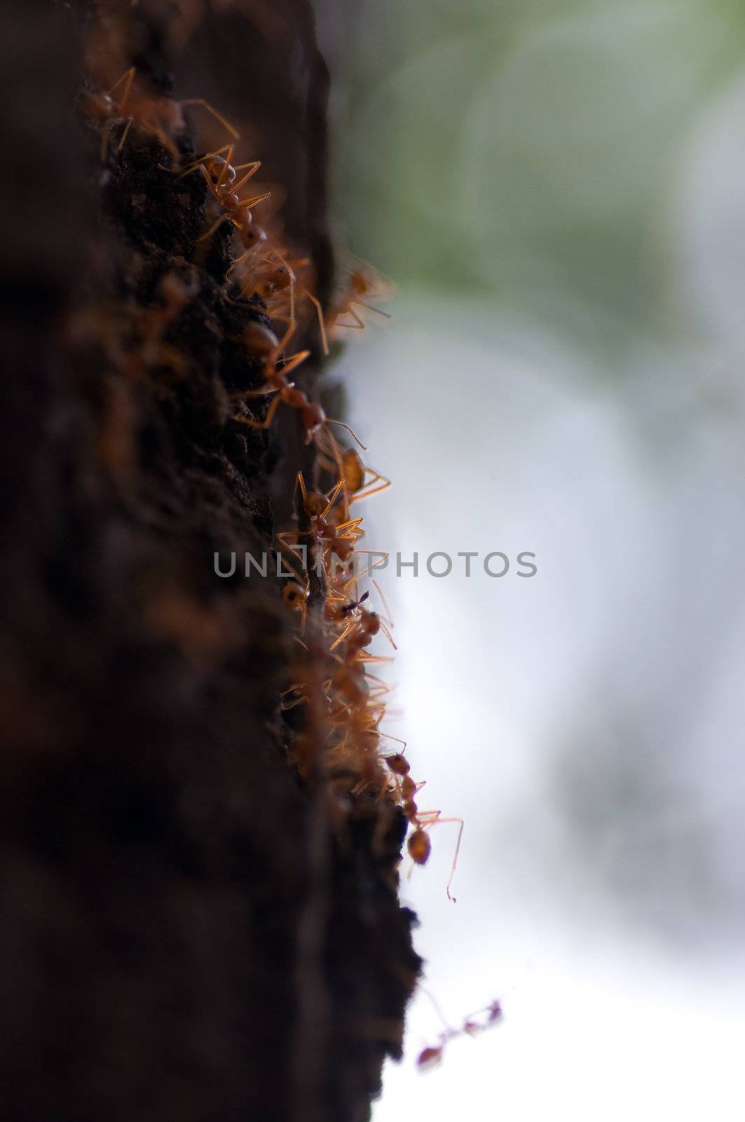 red ants on the tree
