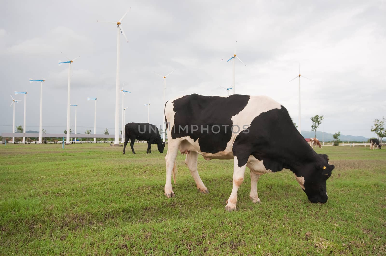 Cows on green meadow 