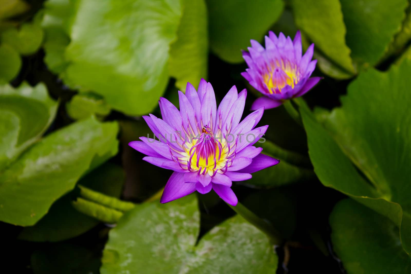  Purple lotus in the park. by singkamc