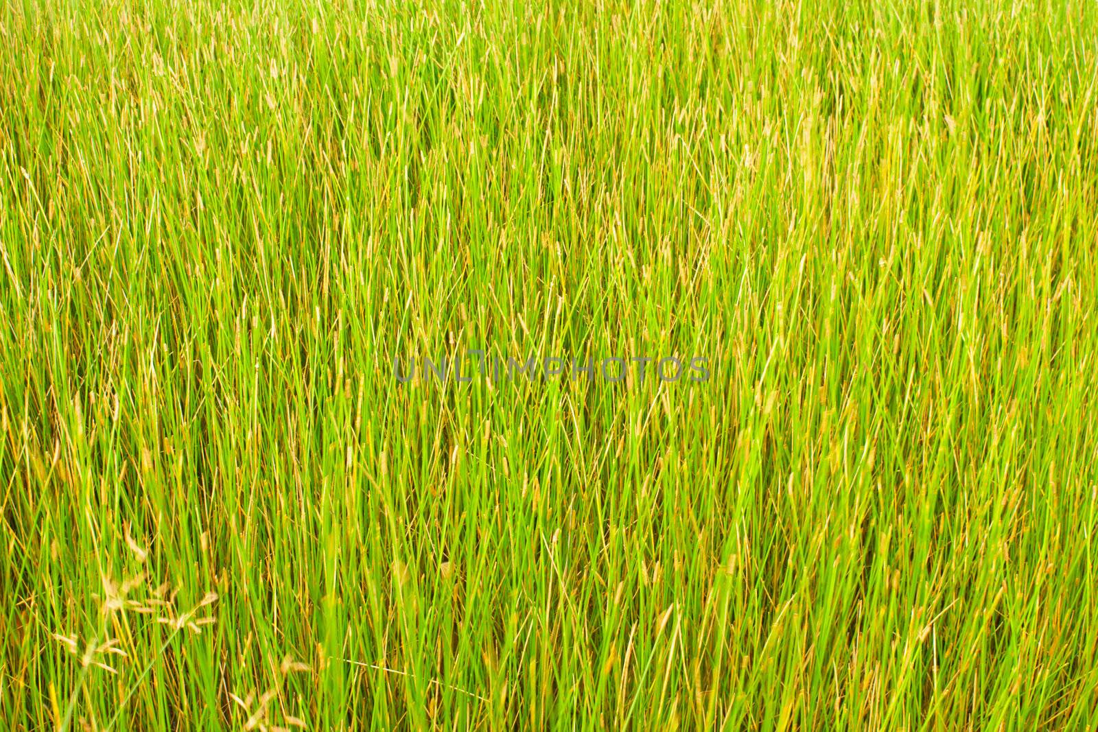 Stock Photo - green grass background