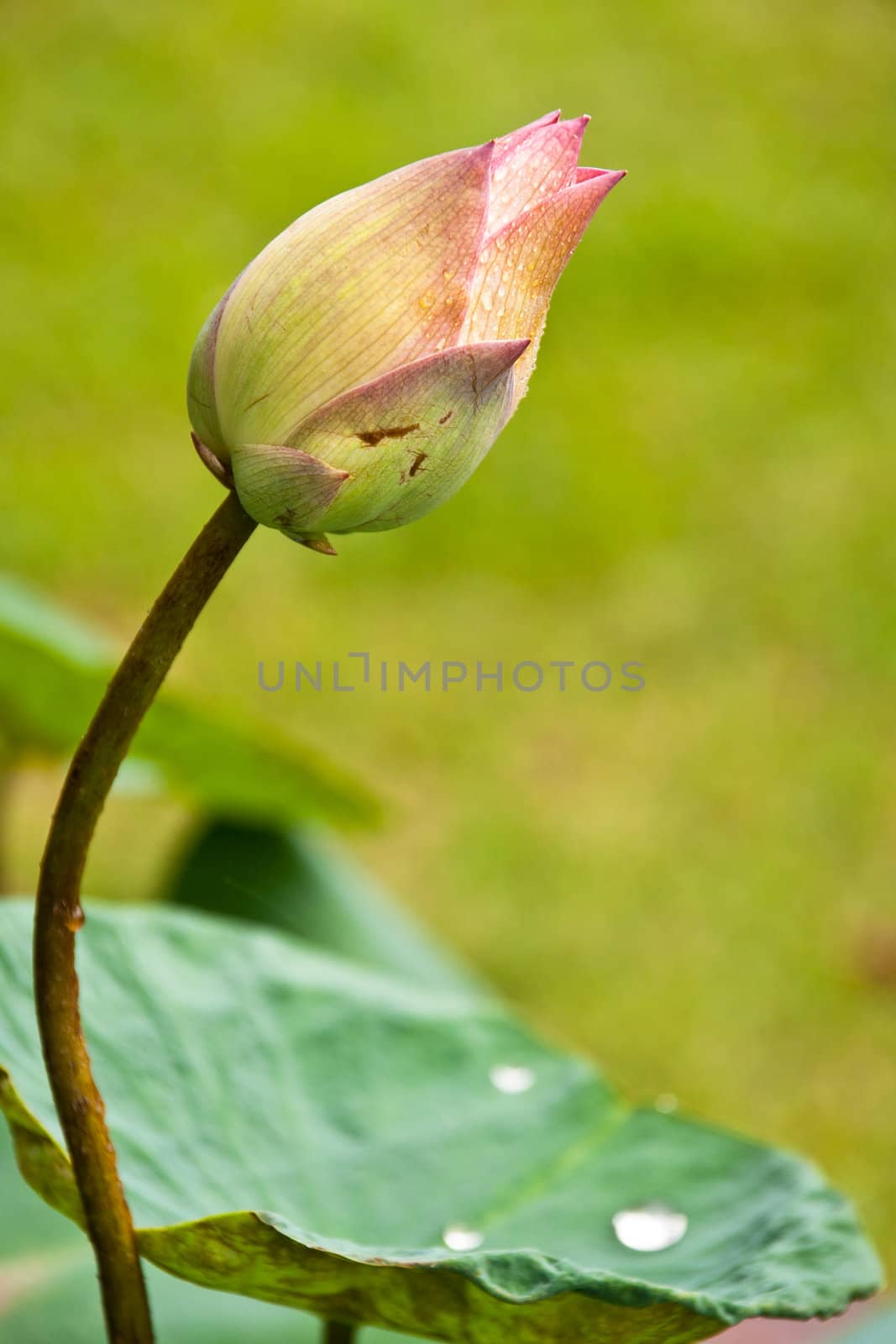 Water lily