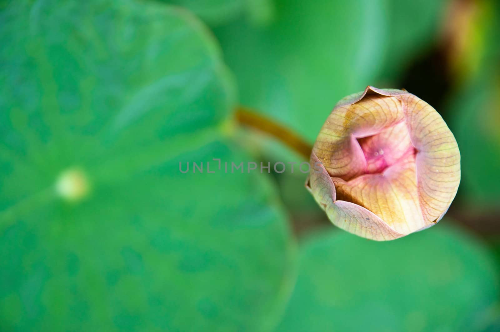 Water lily