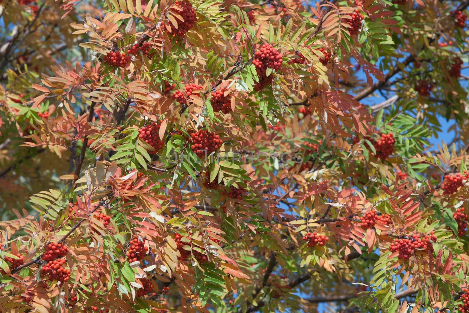 Ripe rowan tree with yellow, red, green leaves
