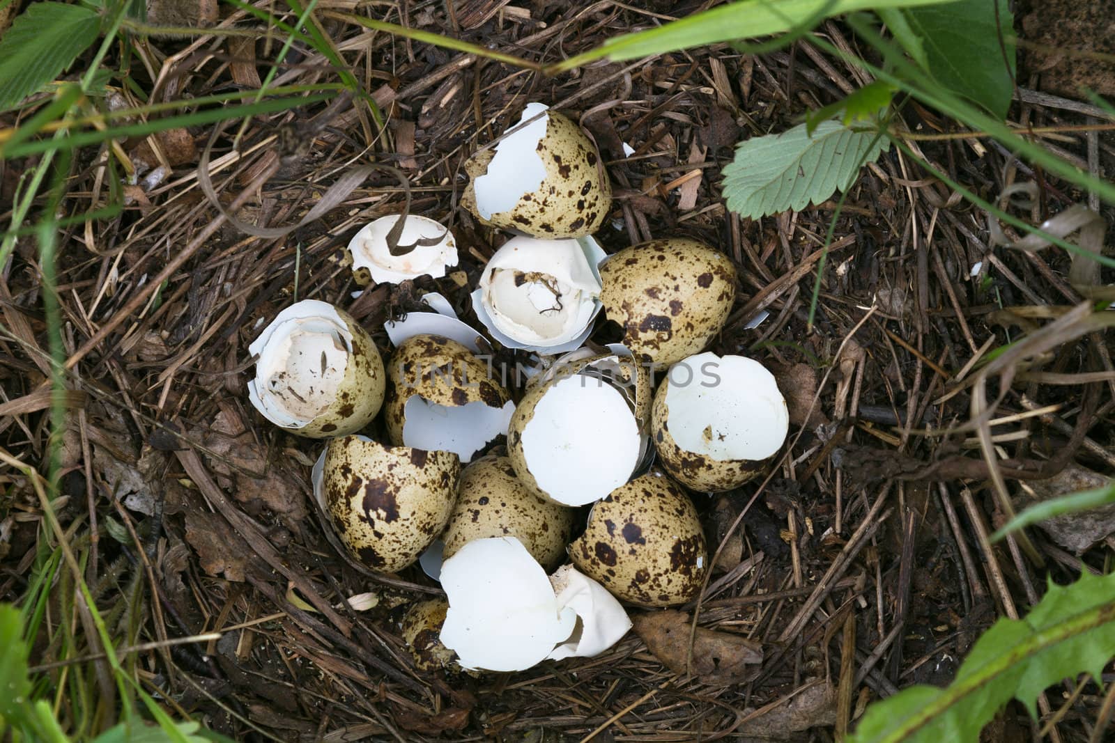 abandoned nest of quail chicks hatched