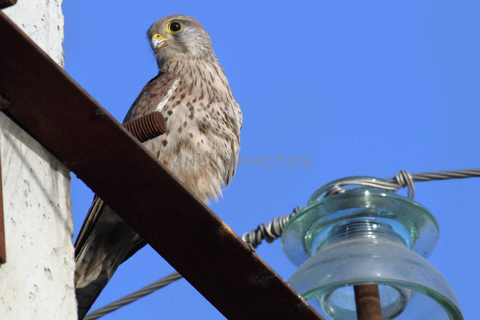 Sparrowhawk sitting on a power line pole