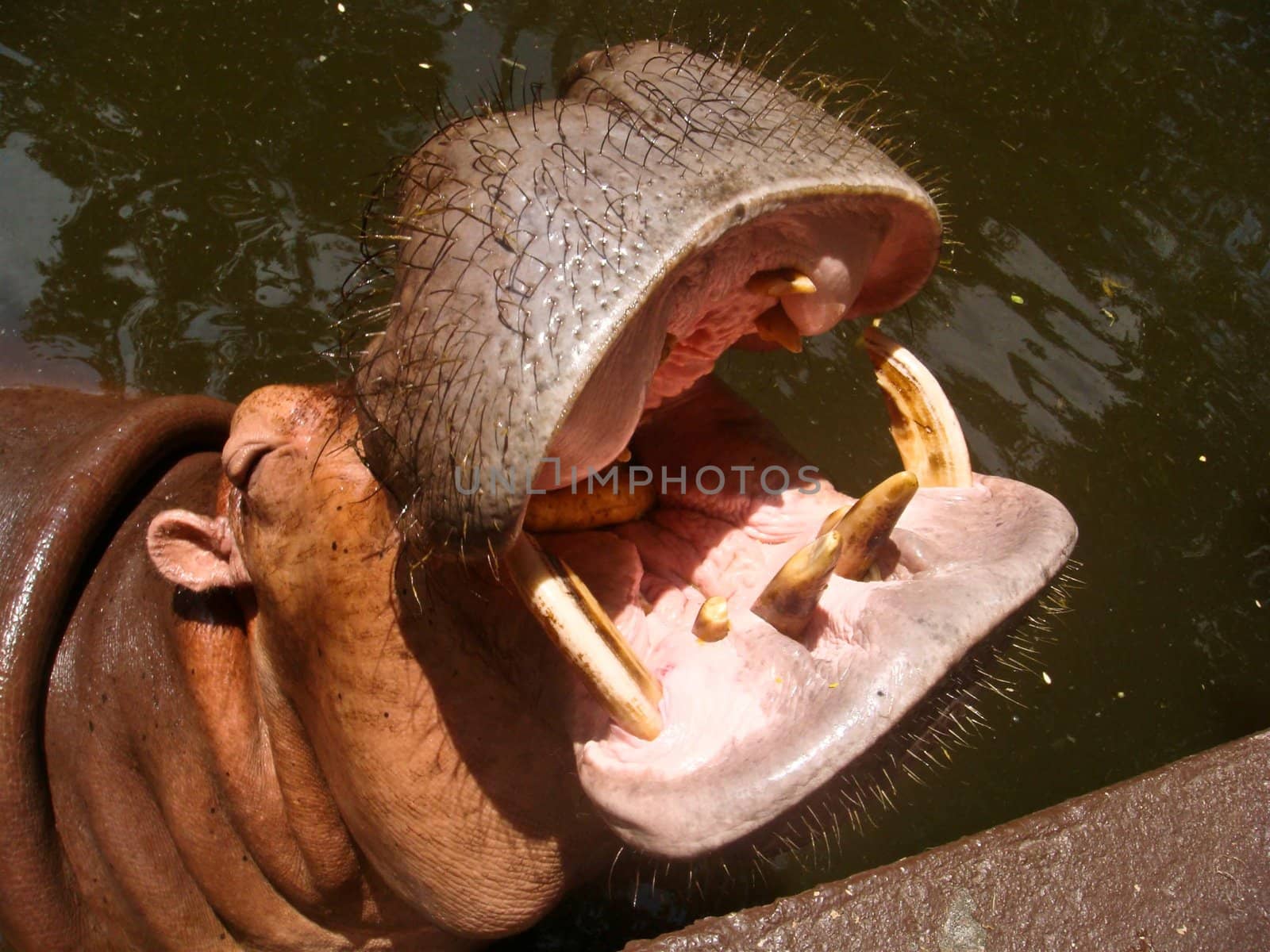 Hippo (Hippopotamus amphibius) with mouth open waiting for food from you.