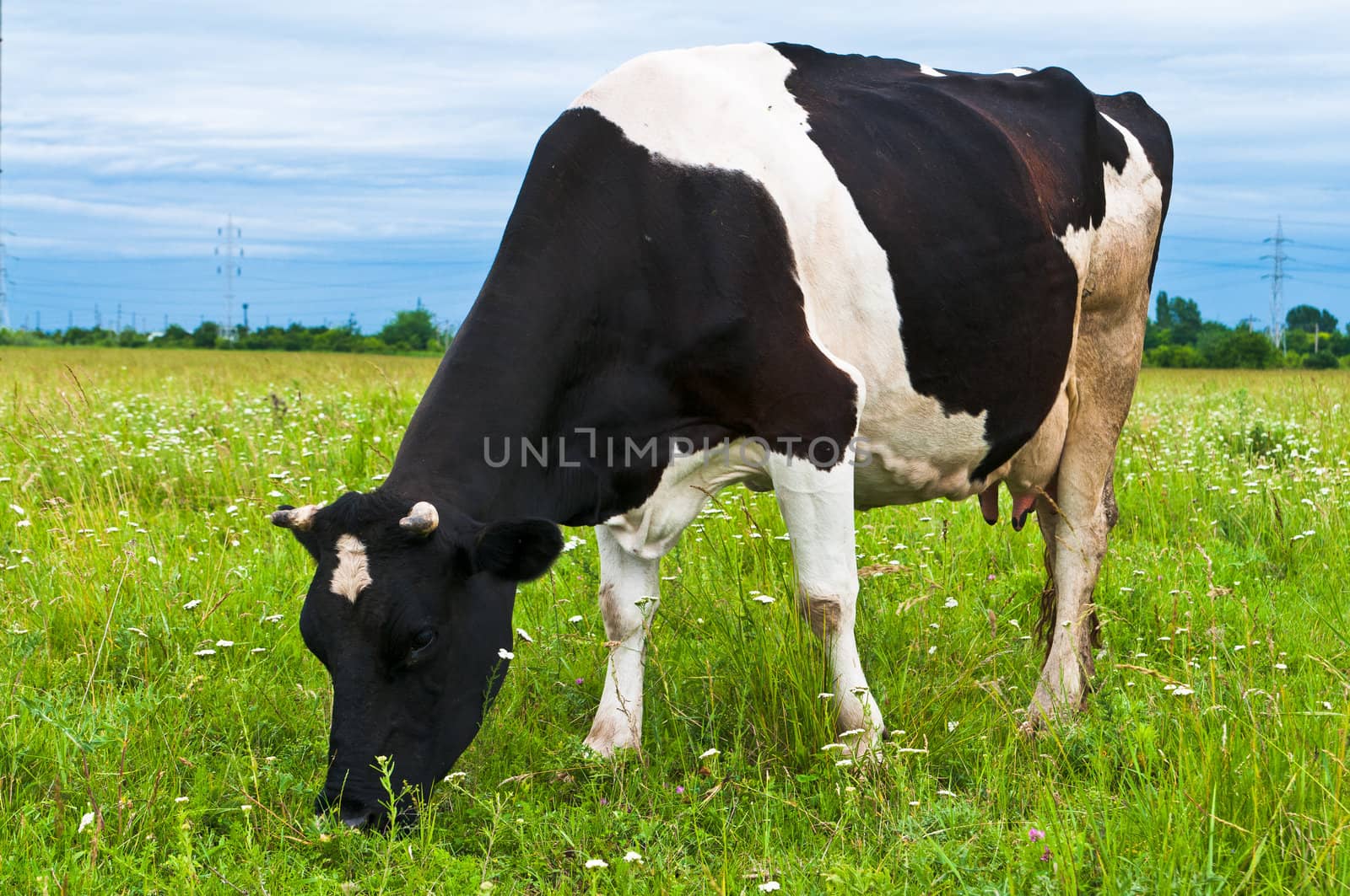 Cow grazing on a fresh pasture by paulinux