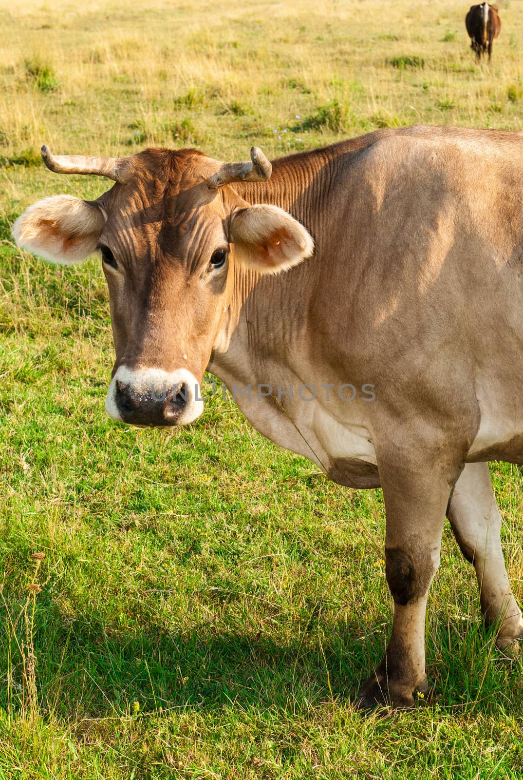 Portrait of brown cow gazing to the camera by paulinux