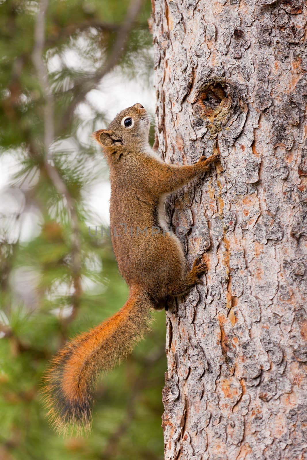 Curious cute American Red Squirrel climbing tree by PiLens