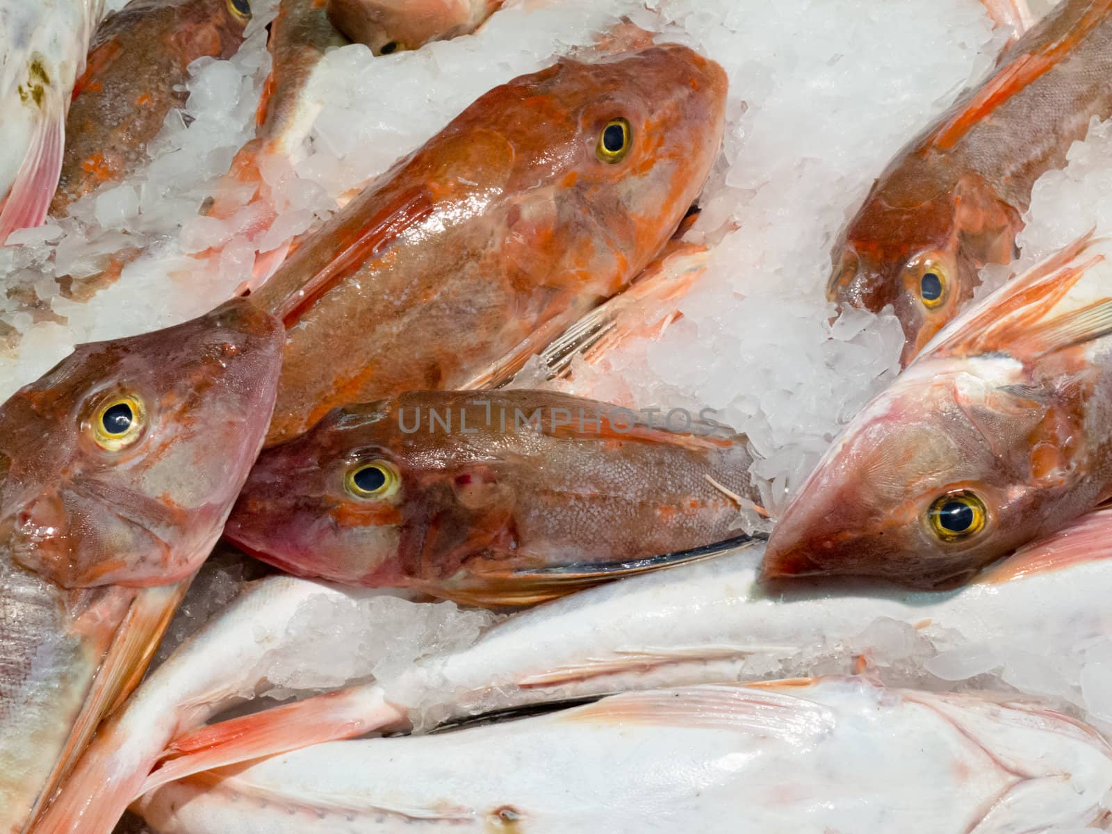 Offering of fresh fish chilled with crushed ice at a fishery, fish market or supermarket on display for shoppers to buy for a delicious seafood dinner