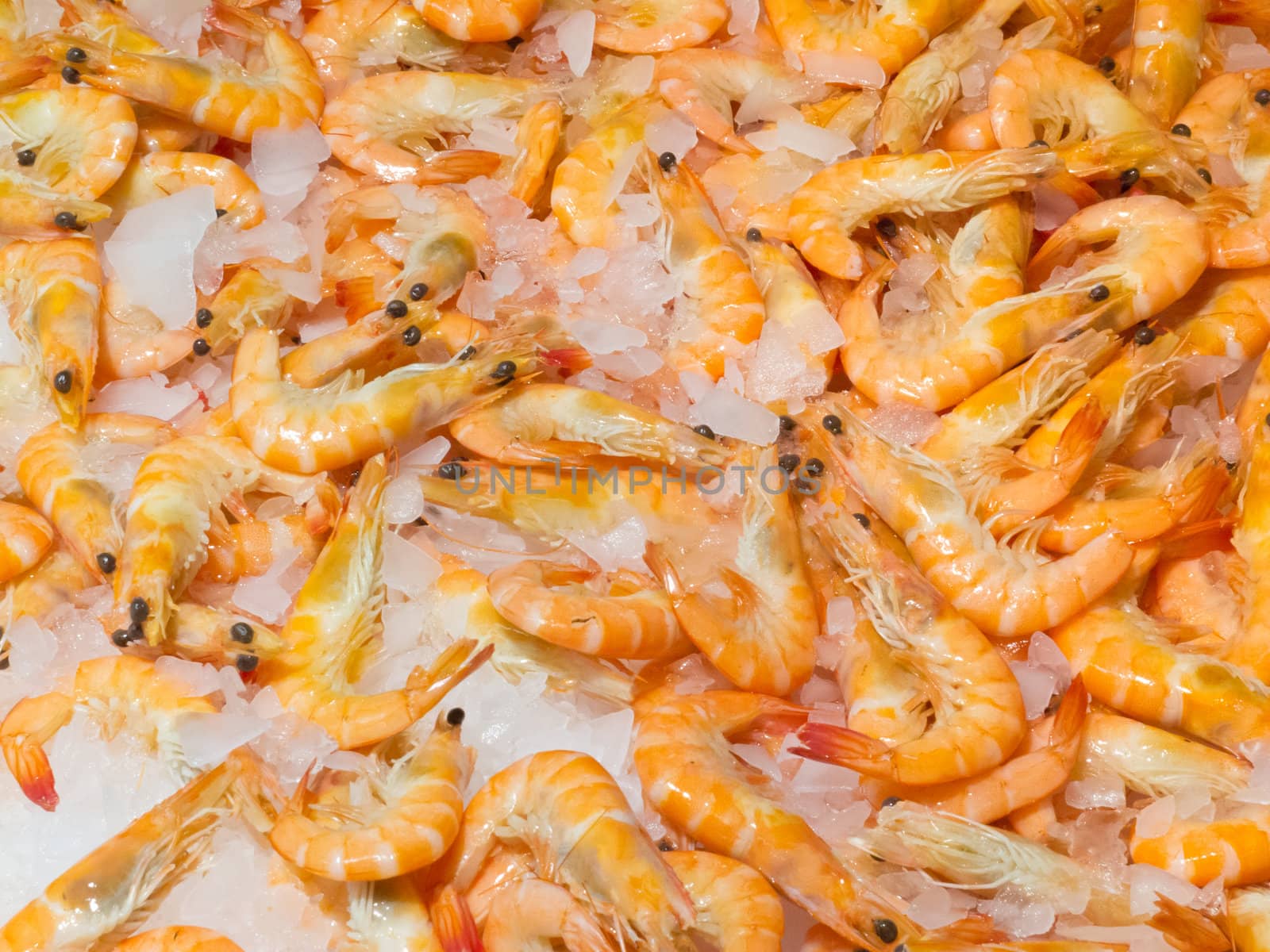 Background of whole freshly cooked delicious orange prawn shrimps on ice in a supermarket or fishery on sale for cooking and eating as a seafood meal