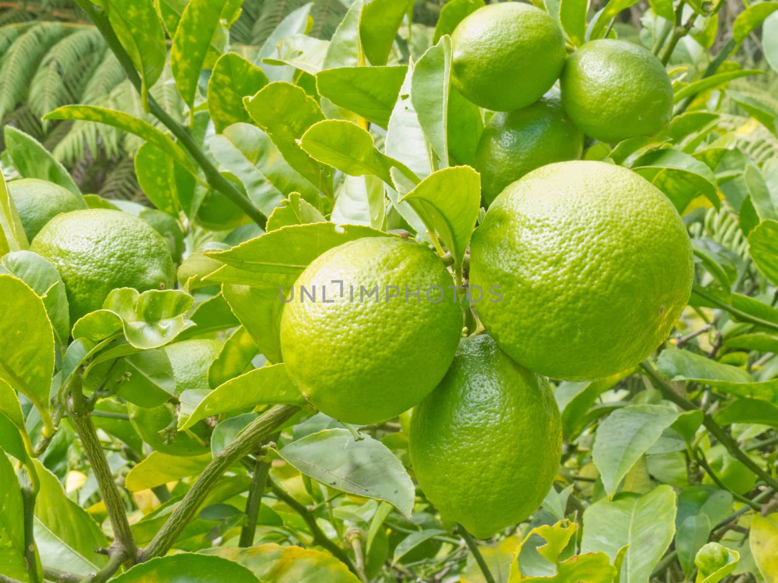 Closeup of a good crop of still green lemon fruits growing on tree