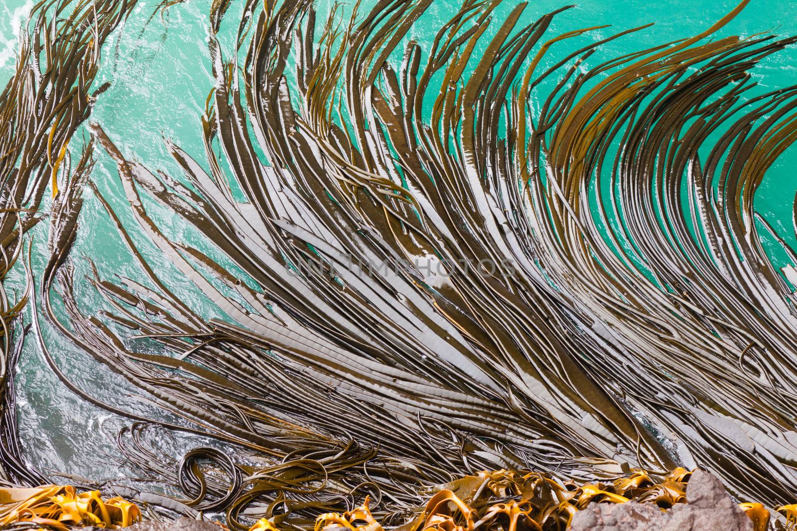 Bull Kelp or Durvillaea Antarctica blades floating on ocean surface background texture pattern
