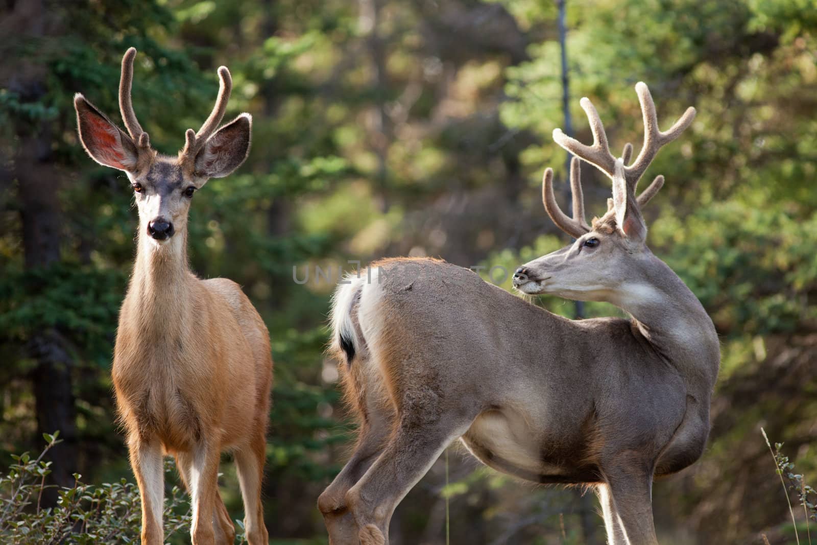 Two mule deer bucks (Odocoileus hemionus) with velvet antlers in the wild. Friendly interaction before rut.
