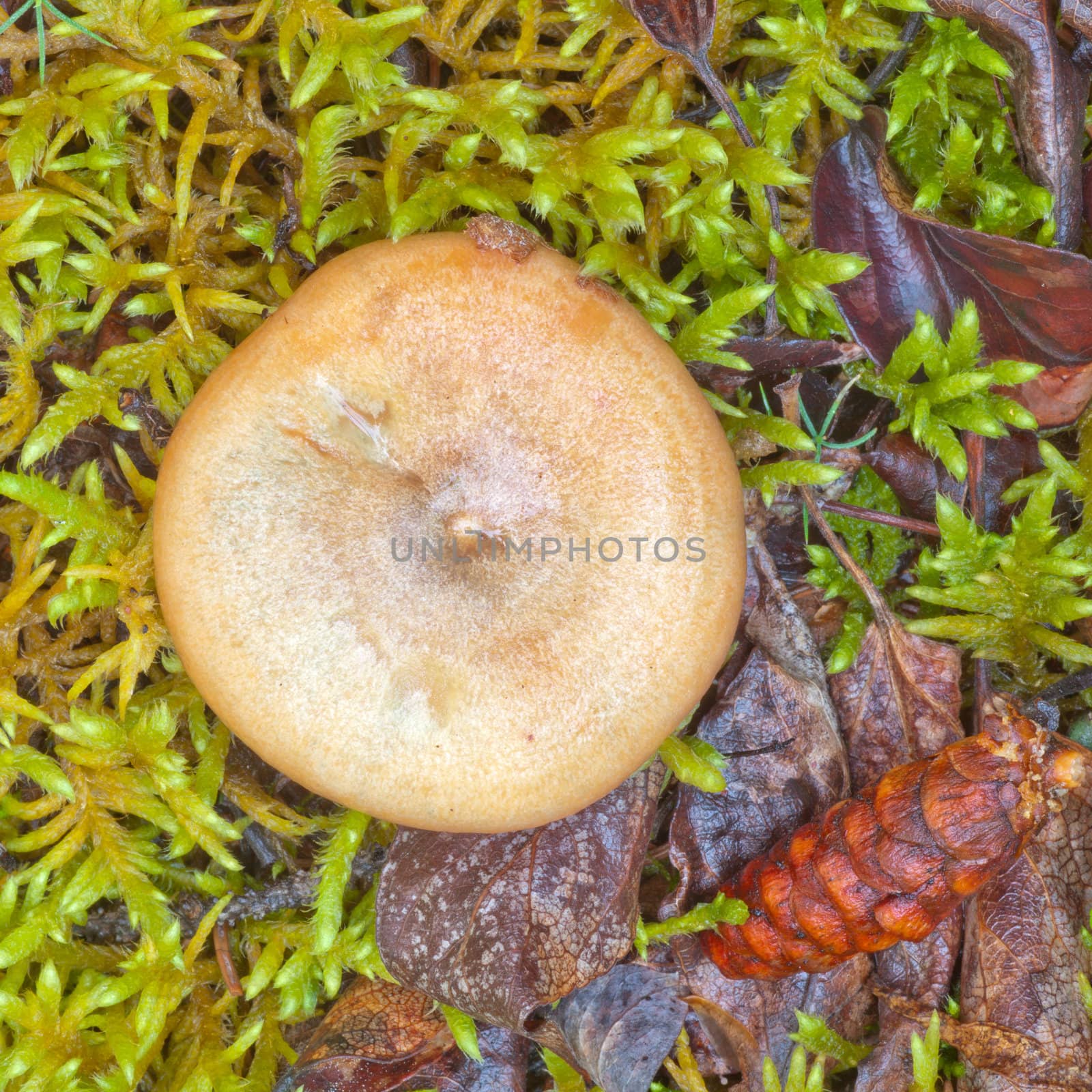 Edible Delicious Milk Cap Mushroom, Lactarius deliciosus, growing among moss and leafy plants on green forest floor