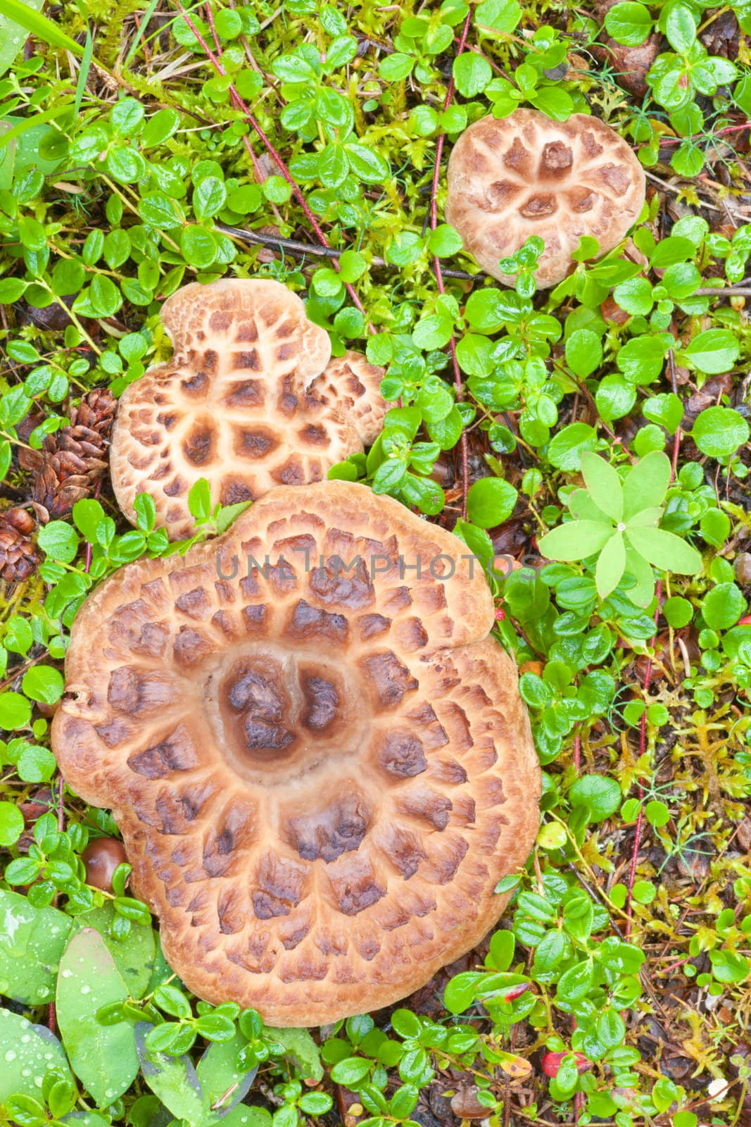 Shingled Hedgehog Mushroom growing on forest floor by PiLens