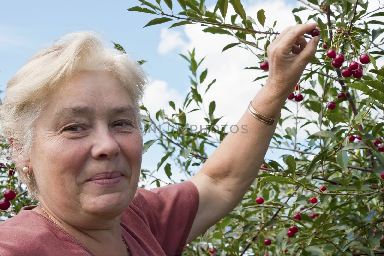  Woman in a garden collects cherry berries