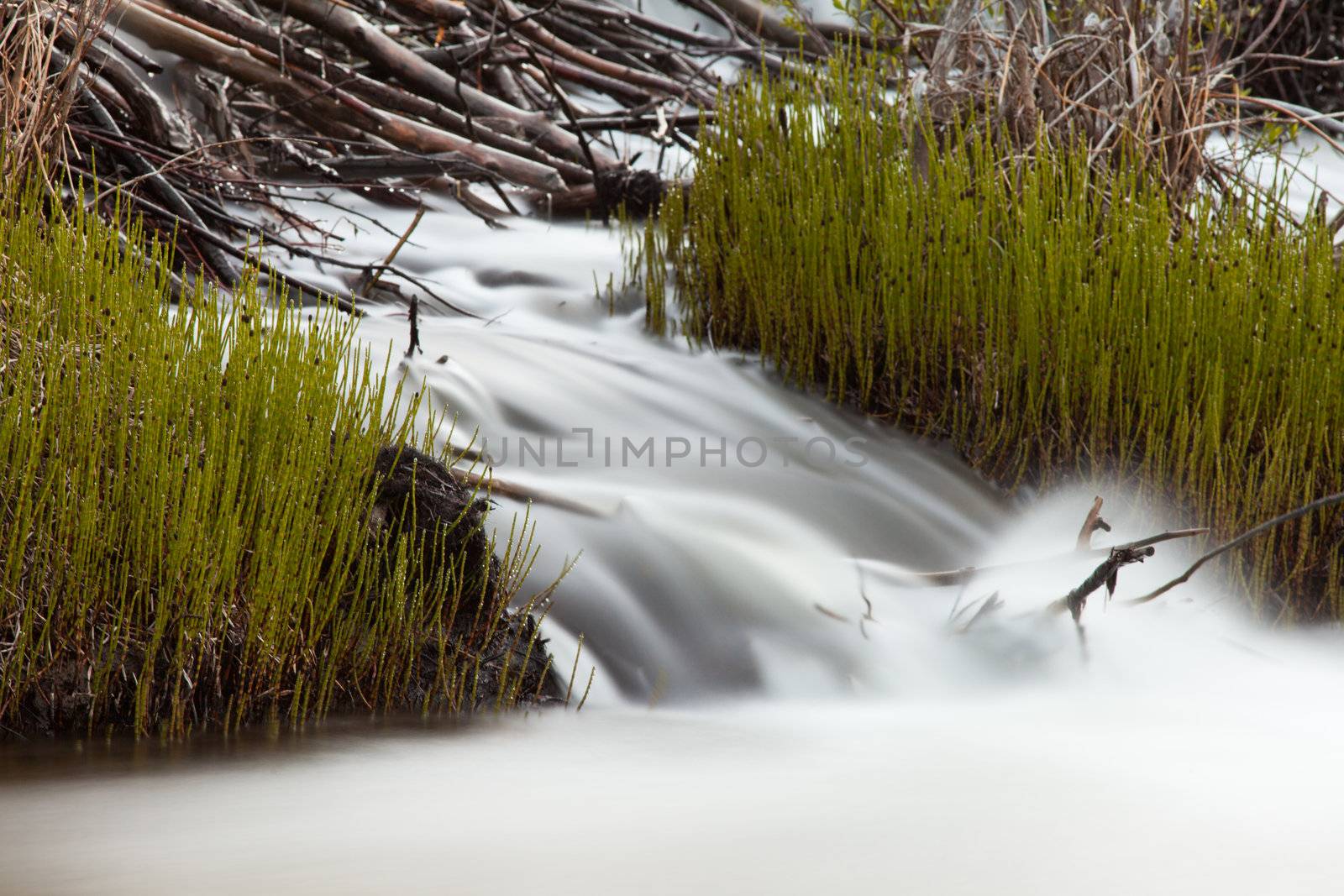 Water of creek cascading over obstructing wood debris of beaver dam forming a small waterfall with silky appearance of long exposure