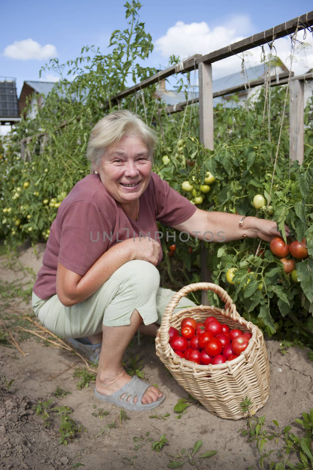 Elderly mistress of a kitchen garden reaps a crop