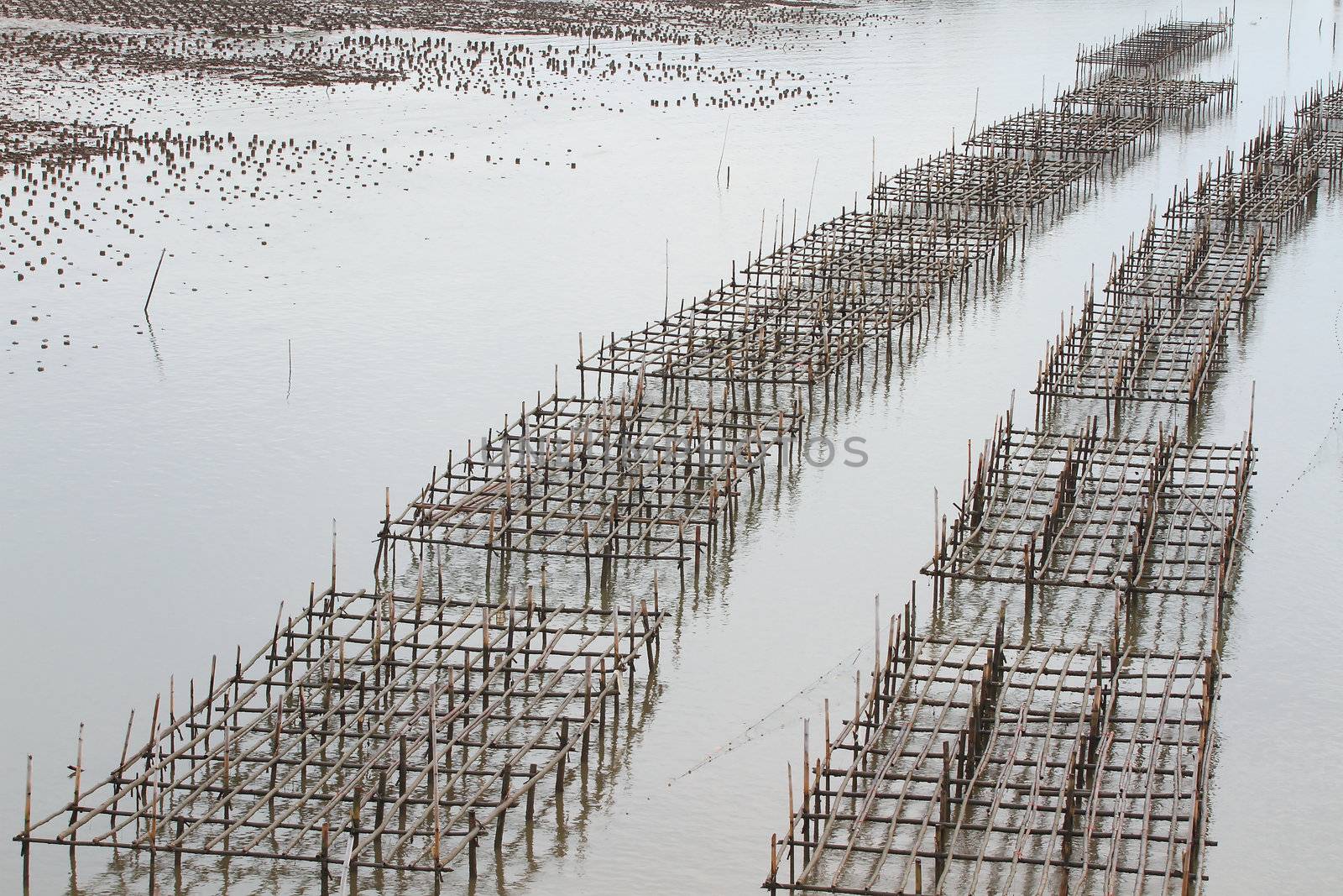 Shellfish farm, Thailand 
 by rufous