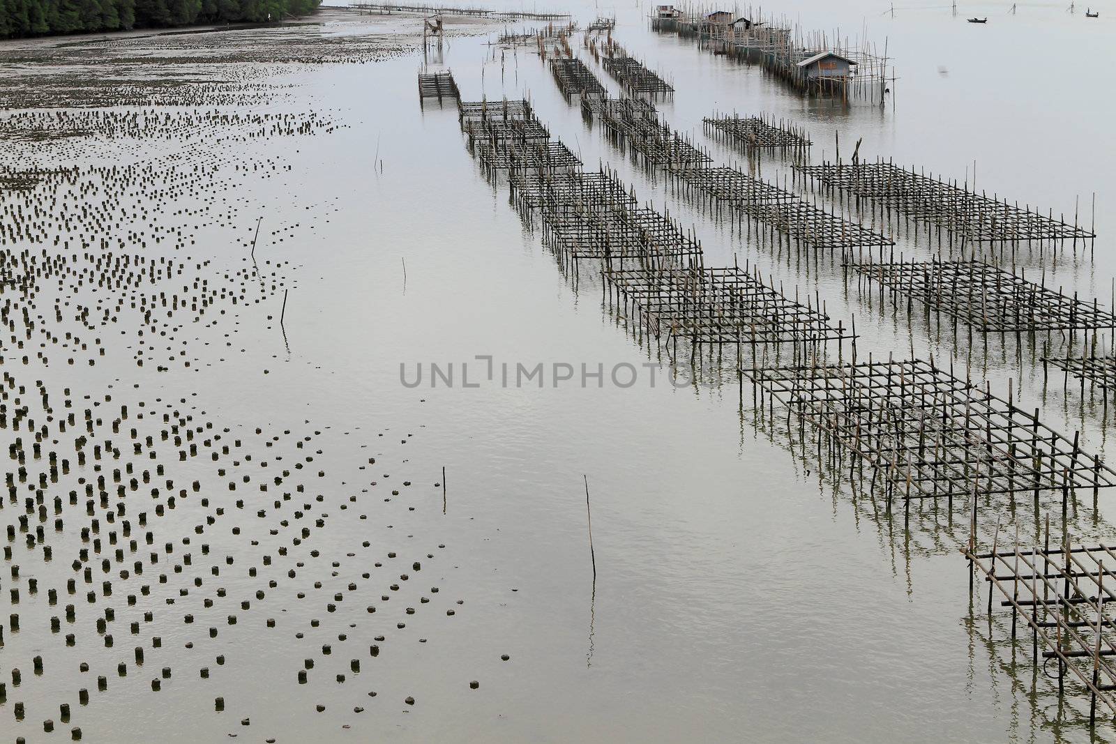 Shellfish farm, Thailand