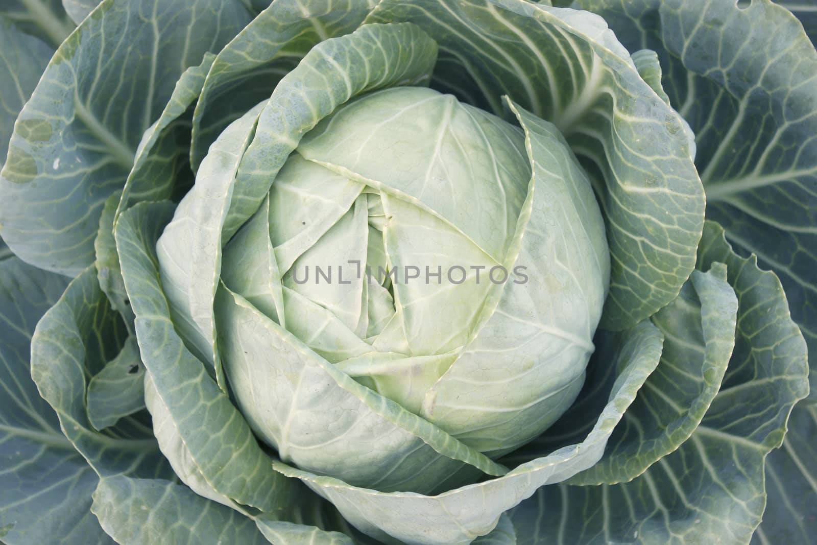 A head of cabbage on a bed garden