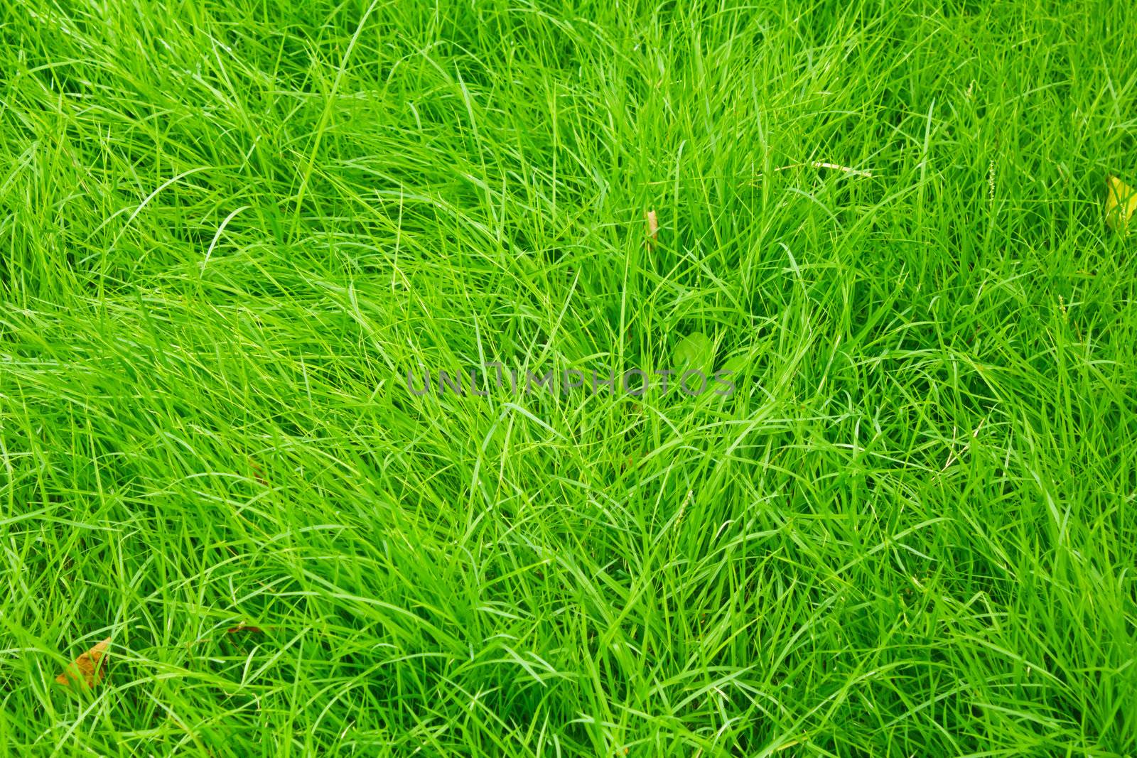 green grass background by singkamc