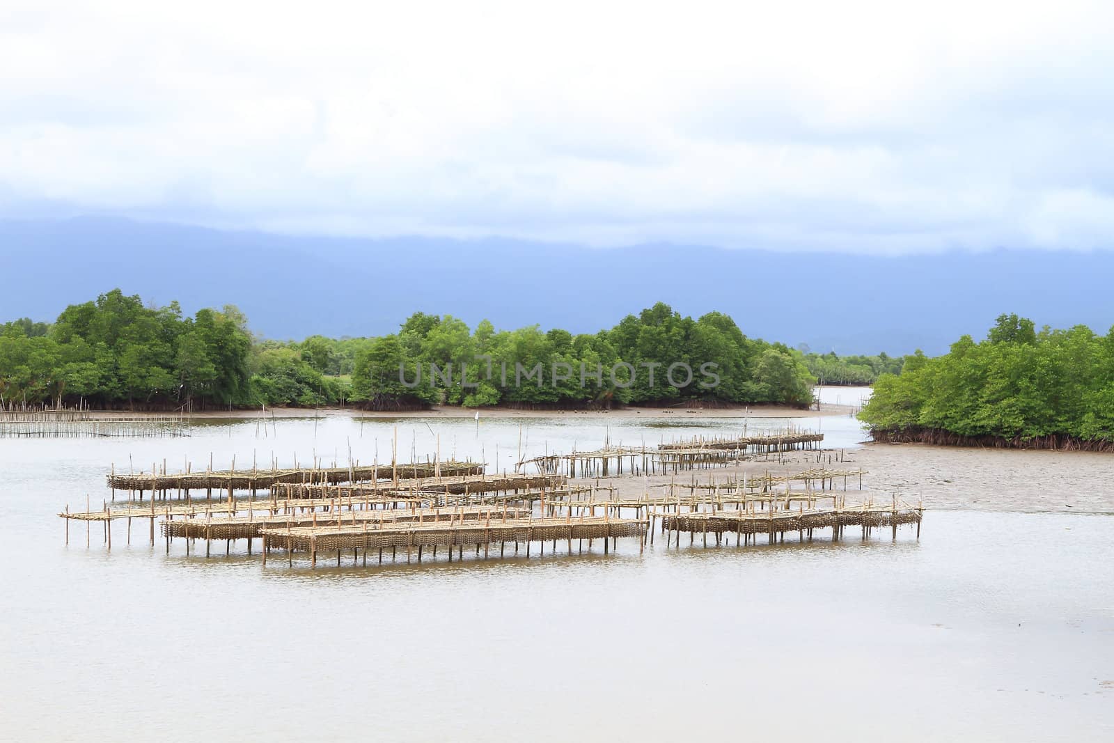 Shellfish farm, Thailand