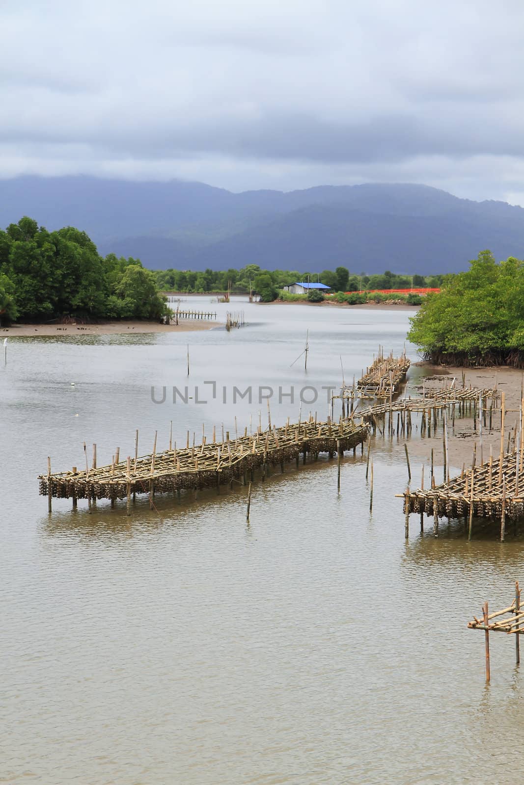 Shellfish farm, Thailand