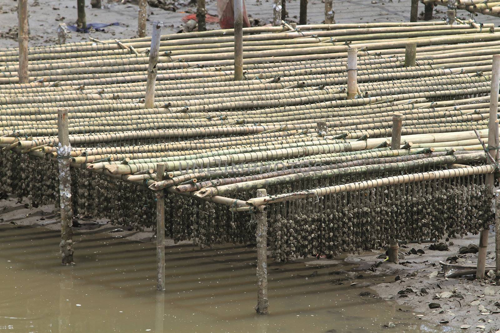 Shellfish farm, Thailand