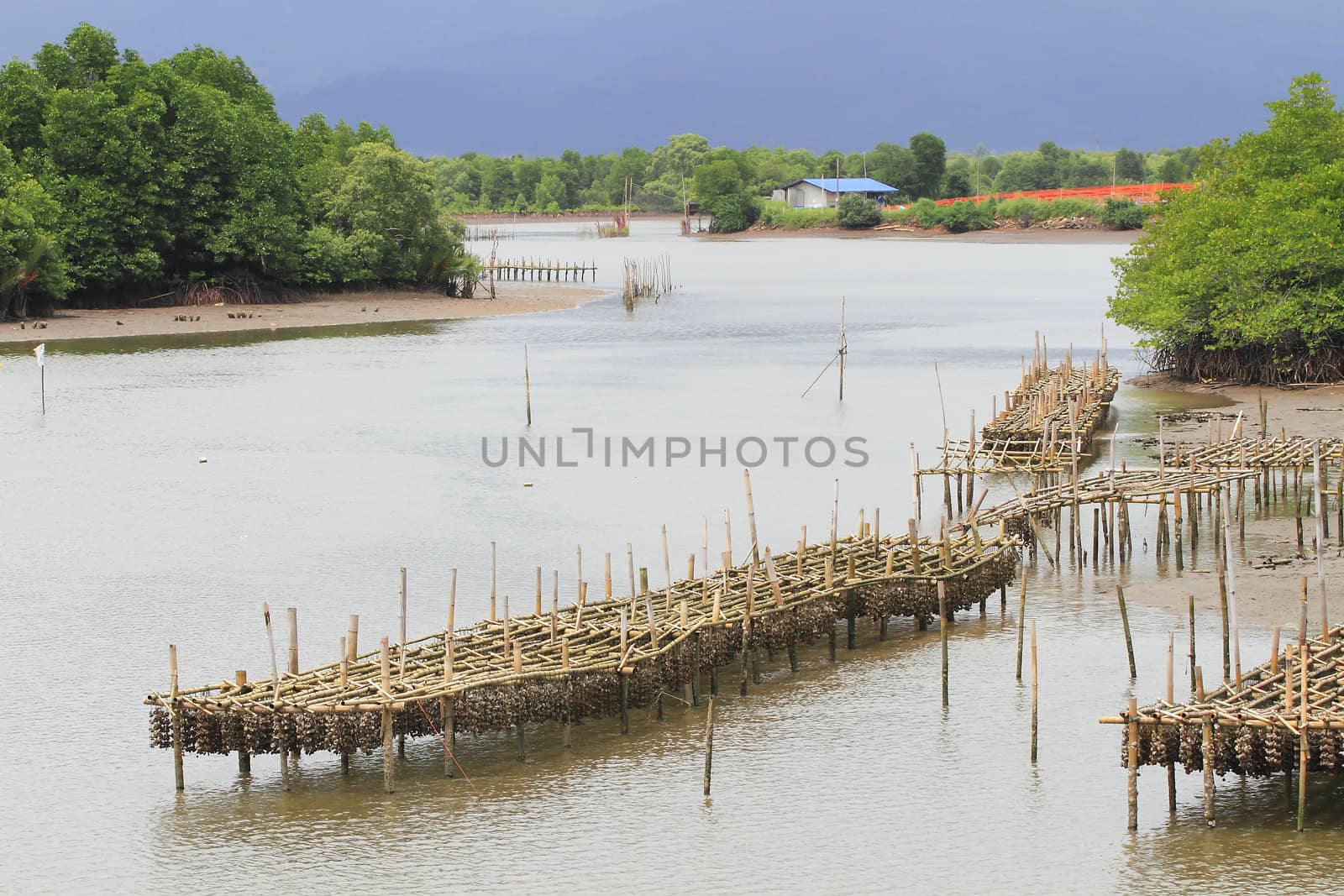 Shellfish farm, Thailand