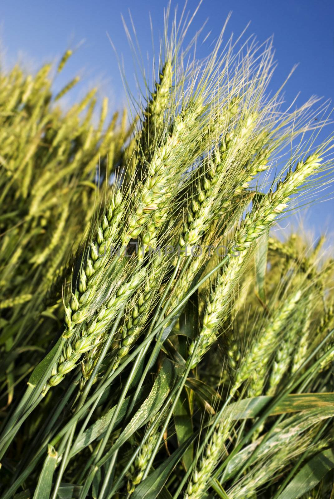 Green wheat field before harvest by tish1