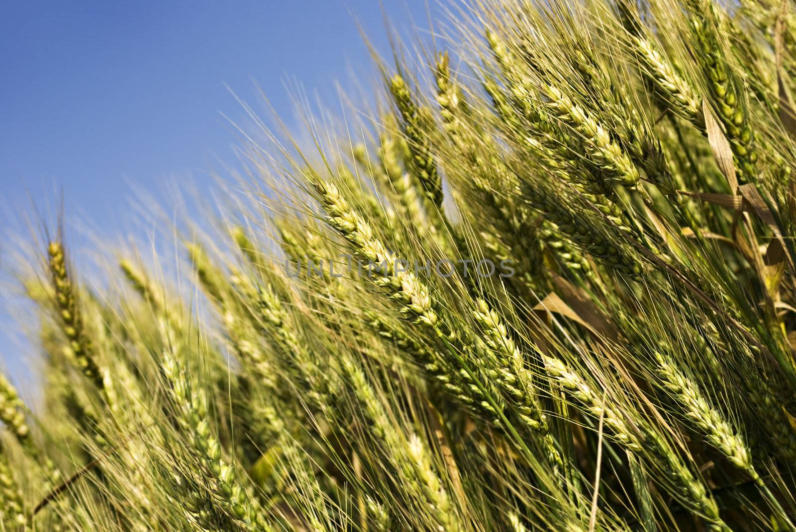 Fresh green wheat field against sky