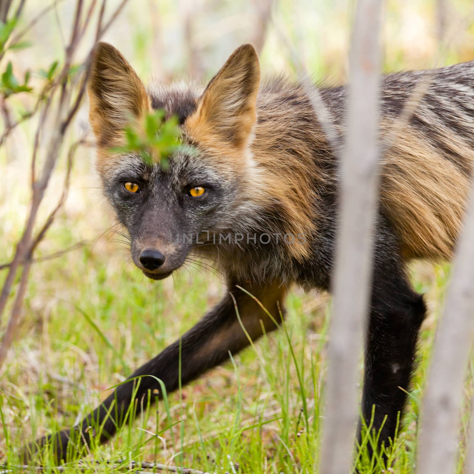 Penetrating gaze of an alert red fox genus Vulpes by PiLens