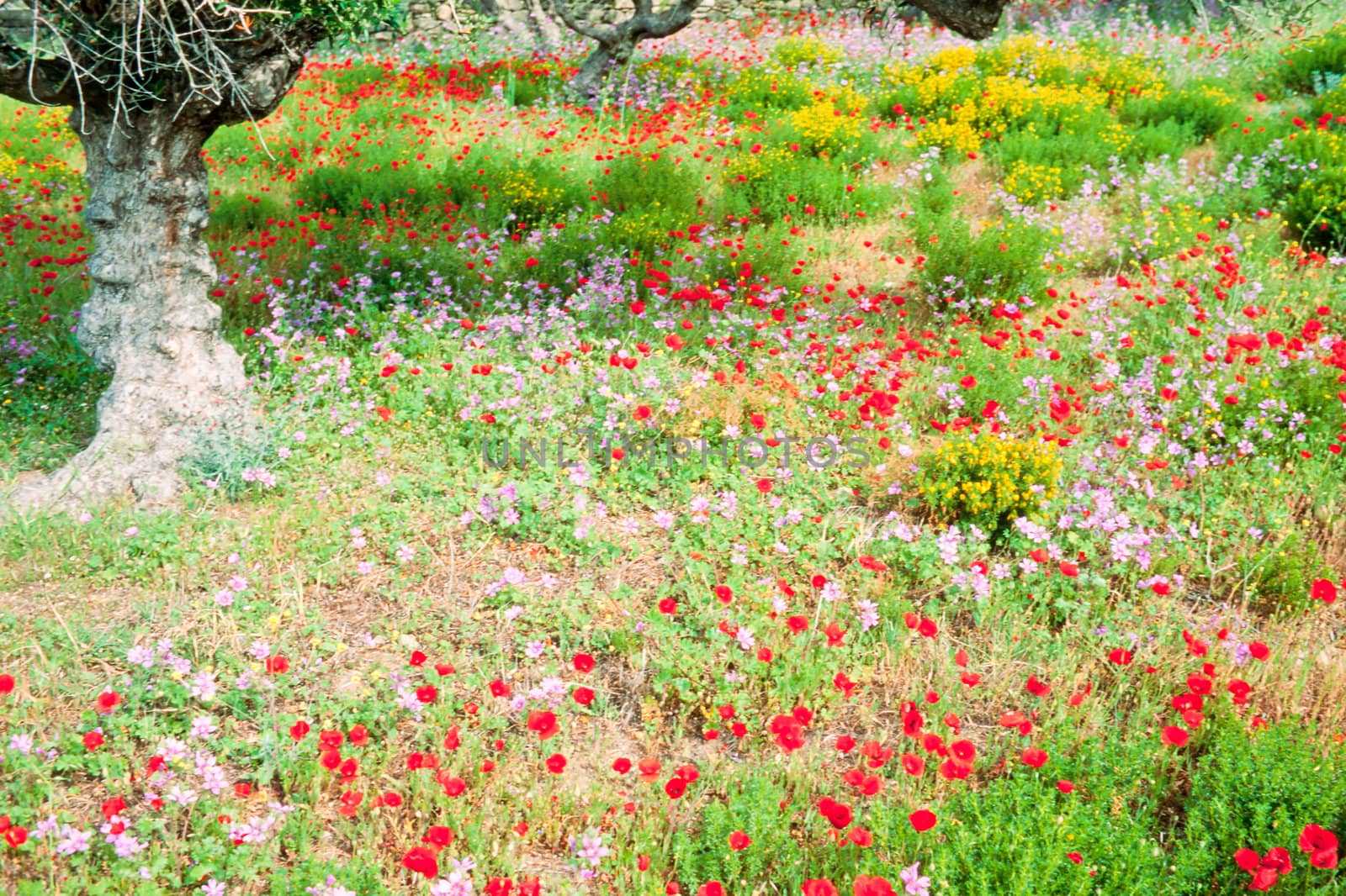Beautiful meadow of blooming wildflowers under olive trees on farmland in Greece, Europe